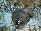 Beaver Wildlife Watching along Lake Winnipeg Manitoba