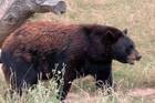 Black Bear Wildlife Watching along Lake Winnipeg Manitoba