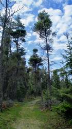 Good blueberry and mushroom picking