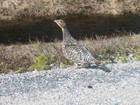 Bird Watching along Lake Winnipeg