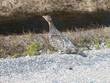 Das Moorhuhn (Grouse) sieht man oft in Manitoba