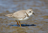 Piping Plover