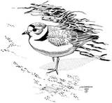 Piping Plover