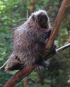 Porcupine Wildlife Watching along Lake Winnipeg Manitoba