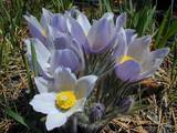 Der Prärie-Krokus (pairie crocus) ist ein Wahrzeichen Manitobas