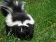 Das Stinktier (Skunk) is in Manitoba weit verbreitet